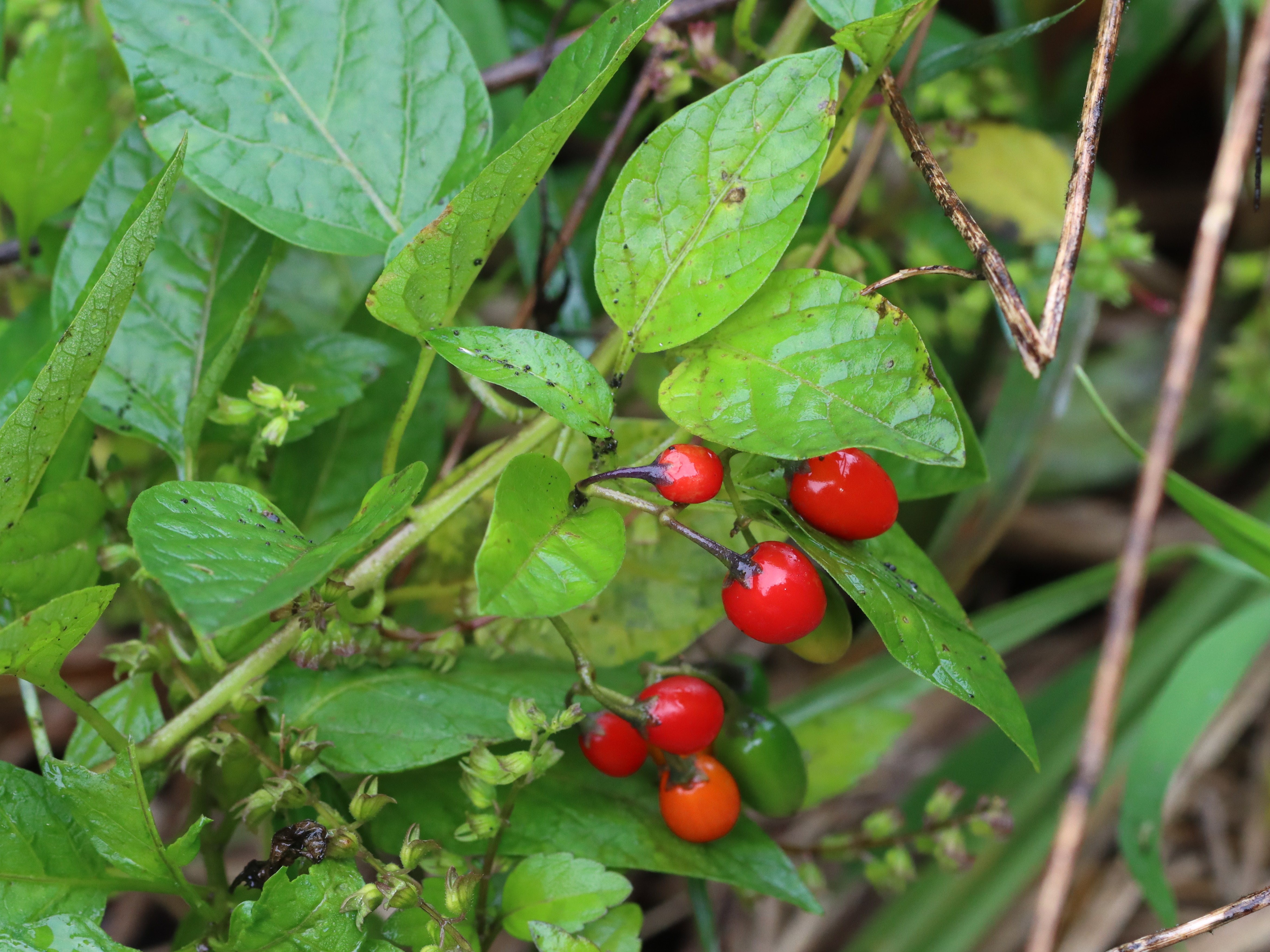 オオマルバノホロシ2